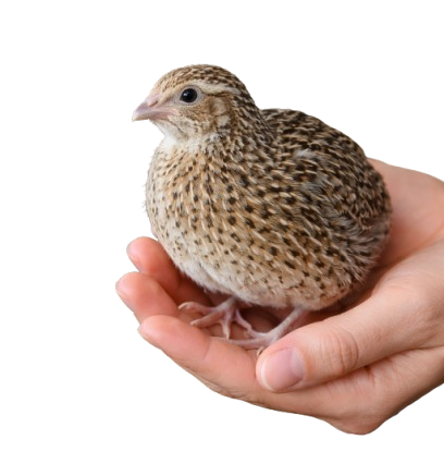 PETERNAKAN BURUNG PUYUH